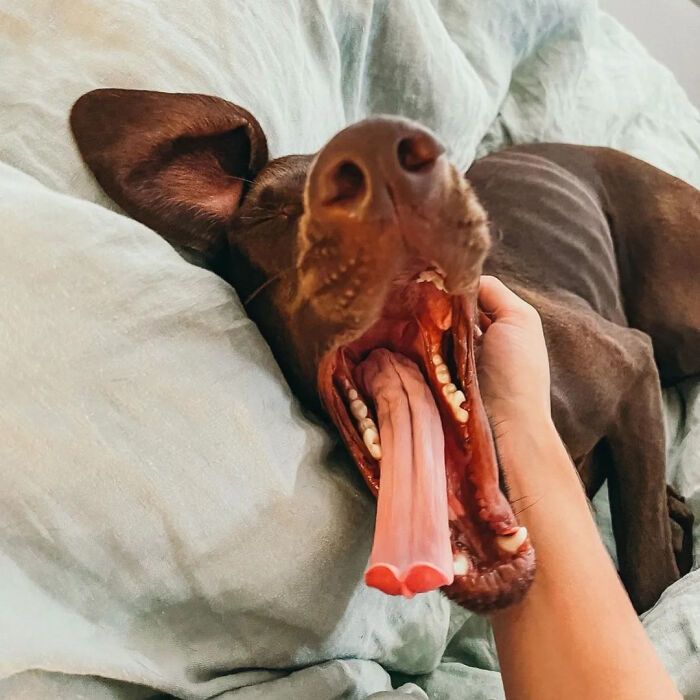 42 fotos engraçadas de cachorros que parecem ter esquecido como se comporta um cachorro 26 42 fotos engraçadas de cachorros que parecem ter esquecido como se comporta um cachorro 26