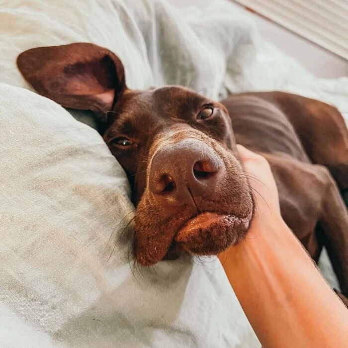 42 fotos engraçadas de cachorros que parecem ter esquecido como se comporta um cachorro 27 42 fotos engraçadas de cachorros que parecem ter esquecido como se comporta um cachorro 27