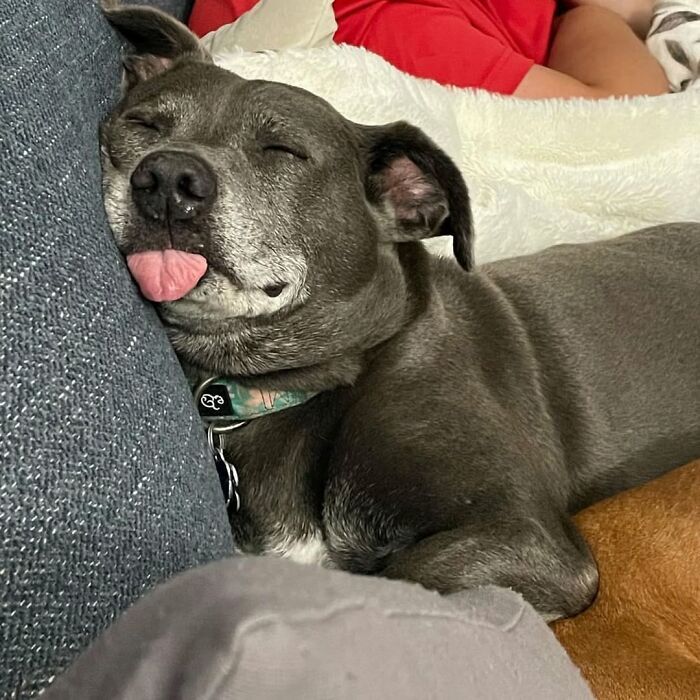 42 fotos engraçadas de cachorros que parecem ter esquecido como se comporta um cachorro 28 42 fotos engraçadas de cachorros que parecem ter esquecido como se comporta um cachorro 28