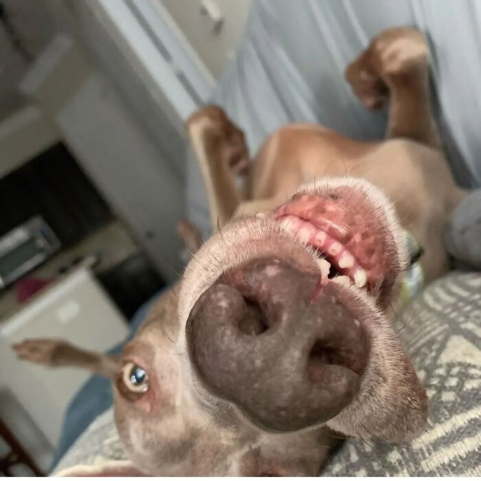42 fotos engraçadas de cachorros que parecem ter esquecido como se comporta um cachorro 29 42 fotos engraçadas de cachorros que parecem ter esquecido como se comporta um cachorro 29
