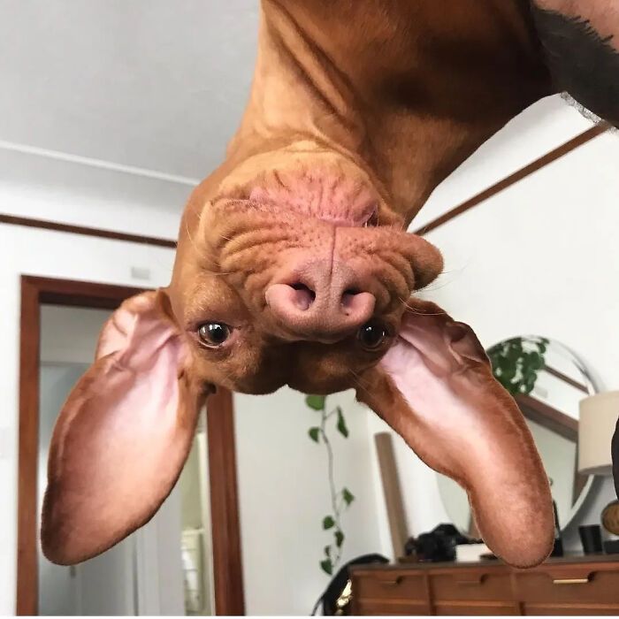 42 fotos engraçadas de cachorros que parecem ter esquecido como se comporta um cachorro 30 42 fotos engraçadas de cachorros que parecem ter esquecido como se comporta um cachorro 30