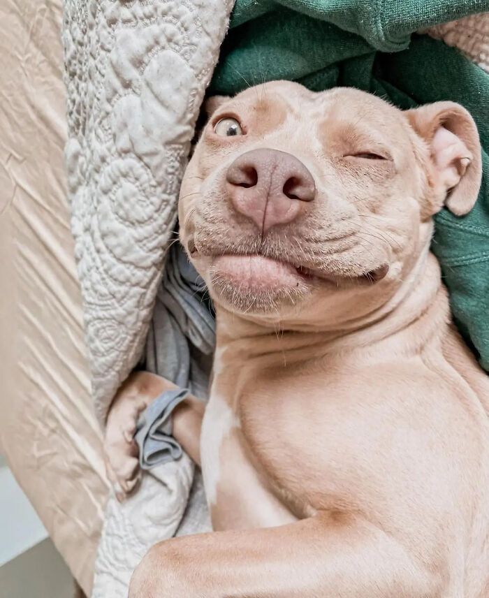 42 fotos engraçadas de cachorros que parecem ter esquecido como se comporta um cachorro 31 42 fotos engraçadas de cachorros que parecem ter esquecido como se comporta um cachorro 31