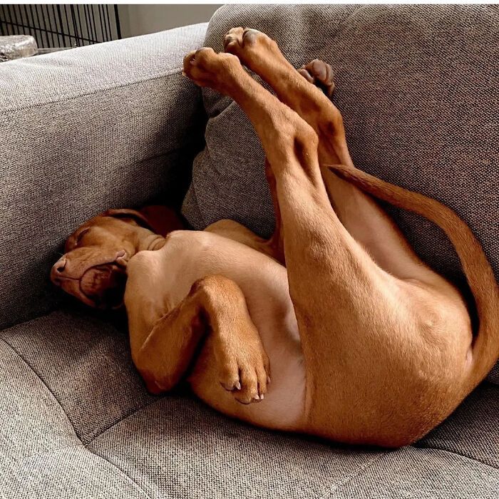 42 fotos engraçadas de cachorros que parecem ter esquecido como se comporta um cachorro 32 42 fotos engraçadas de cachorros que parecem ter esquecido como se comporta um cachorro 32