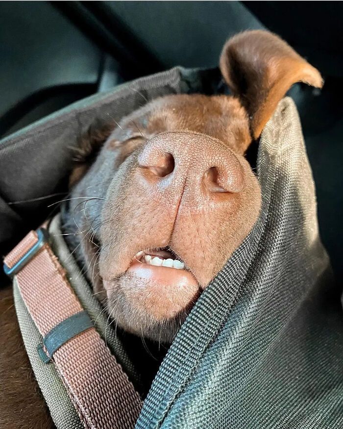 42 fotos engraçadas de cachorros que parecem ter esquecido como se comporta um cachorro 33 42 fotos engraçadas de cachorros que parecem ter esquecido como se comporta um cachorro 33