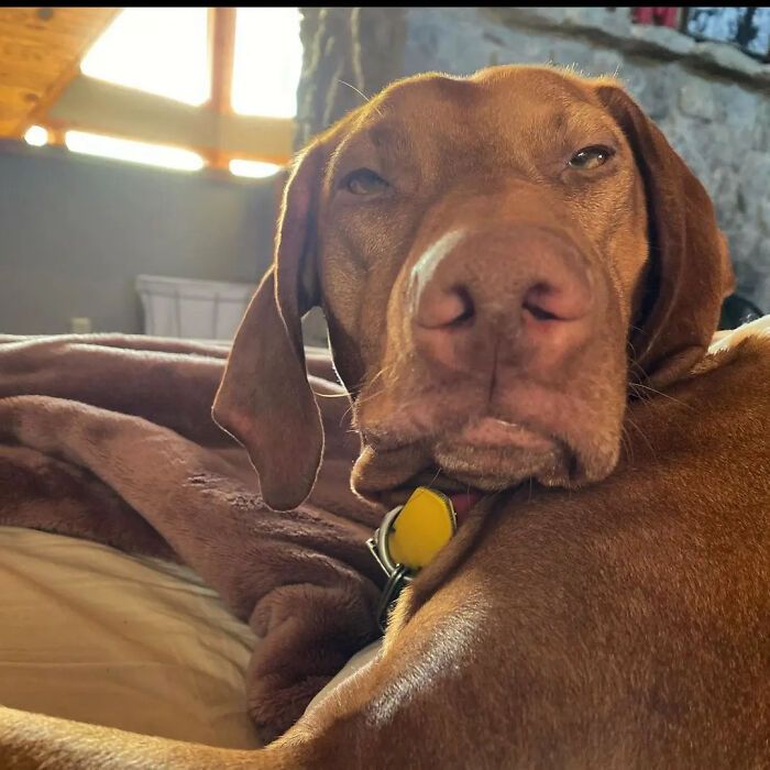 42 fotos engraçadas de cachorros que parecem ter esquecido como se comporta um cachorro 34 42 fotos engraçadas de cachorros que parecem ter esquecido como se comporta um cachorro 34