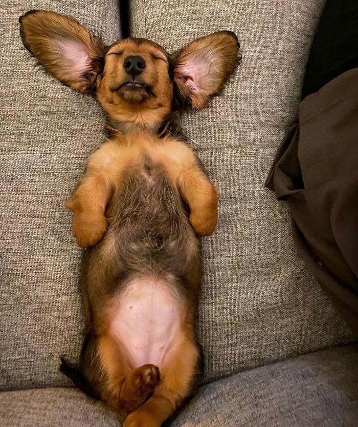 42 fotos engraçadas de cachorros que parecem ter esquecido como se comporta um cachorro 35 42 fotos engraçadas de cachorros que parecem ter esquecido como se comporta um cachorro 35
