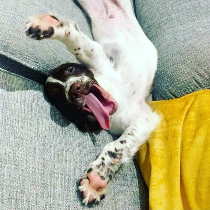 42 fotos engraçadas de cachorros que parecem ter esquecido como se comporta um cachorro 36 42 fotos engraçadas de cachorros que parecem ter esquecido como se comporta um cachorro 36