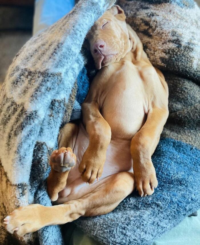 42 fotos engraçadas de cachorros que parecem ter esquecido como se comporta um cachorro 37 42 fotos engraçadas de cachorros que parecem ter esquecido como se comporta um cachorro 37