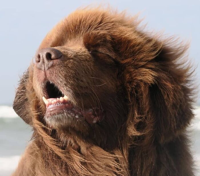 42 fotos engraçadas de cachorros que parecem ter esquecido como se comporta um cachorro 39 42 fotos engraçadas de cachorros que parecem ter esquecido como se comporta um cachorro 39