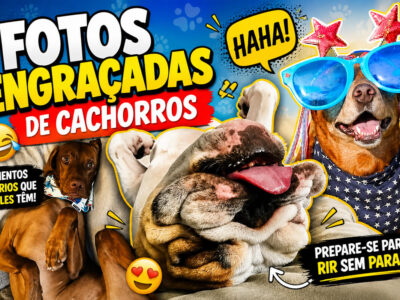 42 fotos engraçadas de cachorros que parecem ter esquecido como se comporta um cachorro
