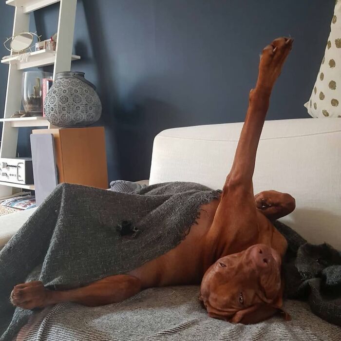 42 fotos engraçadas de cachorros que parecem ter esquecido como se comporta um cachorro 40 42 fotos engraçadas de cachorros que parecem ter esquecido como se comporta um cachorro 40
