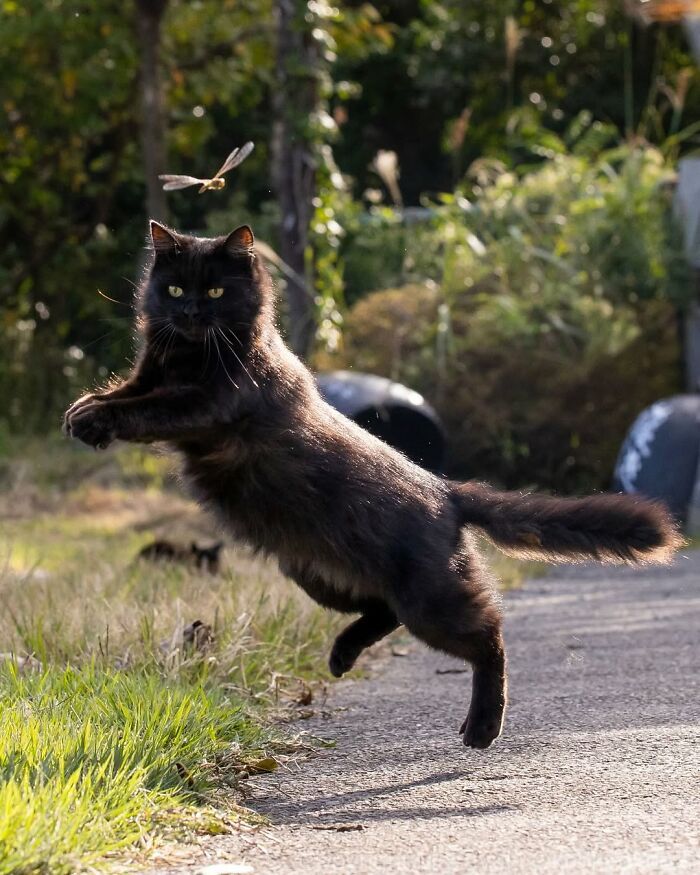 Gatos pretos fotografados no Japão mostram um lado que ninguém espera