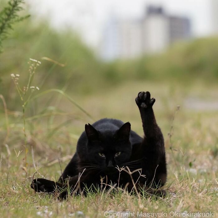 Gatos pretos fotografados no Japão mostram um lado que ninguém espera (34 fotos) 1