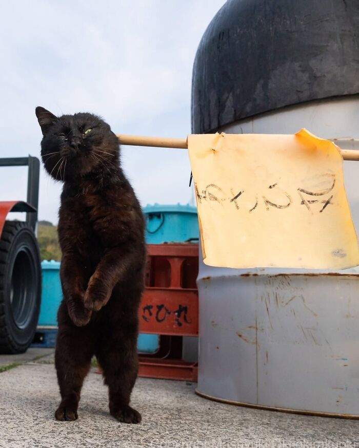 Gatos pretos fotografados no Japão mostram um lado que ninguém espera (34 fotos) 2