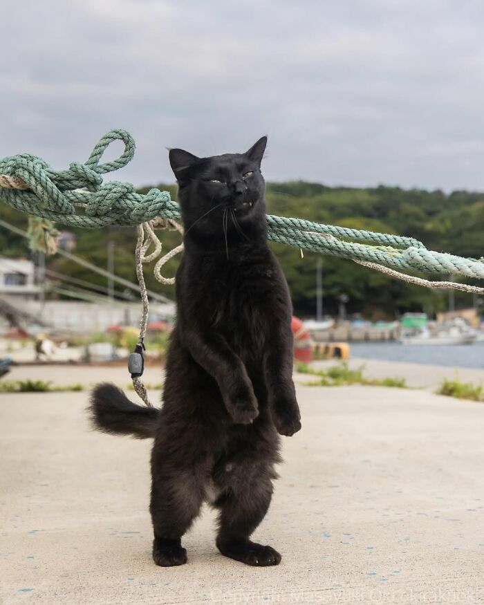 Gatos pretos fotografados no Japão mostram um lado que ninguém espera (34 fotos) 3