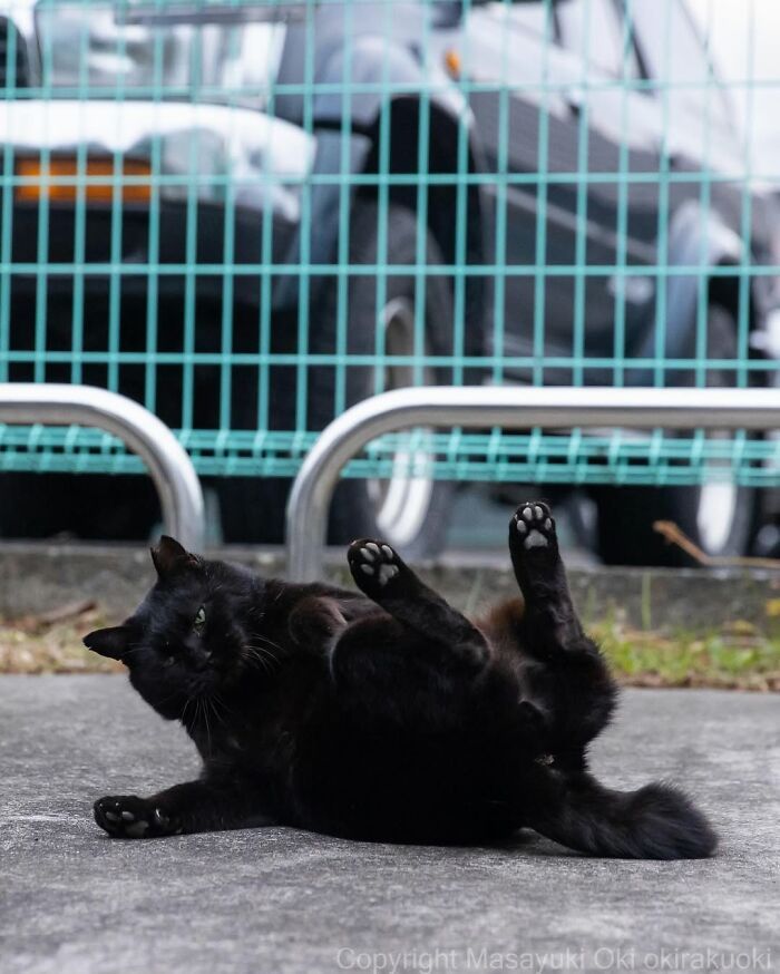 Gatos pretos fotografados no Japão mostram um lado que ninguém espera (34 fotos) 4