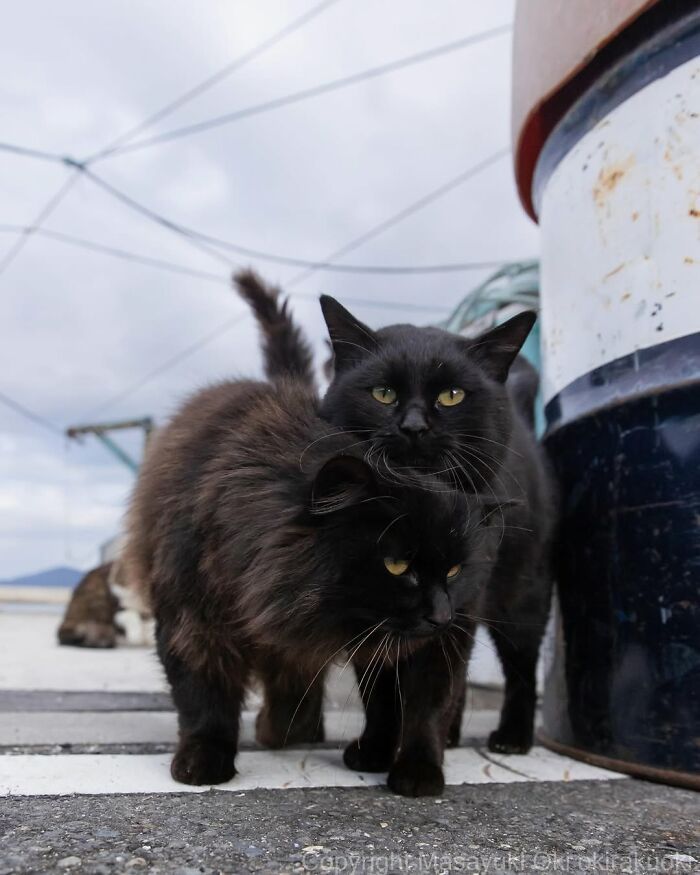 Gatos pretos fotografados no Japão mostram um lado que ninguém espera (34 fotos) 5