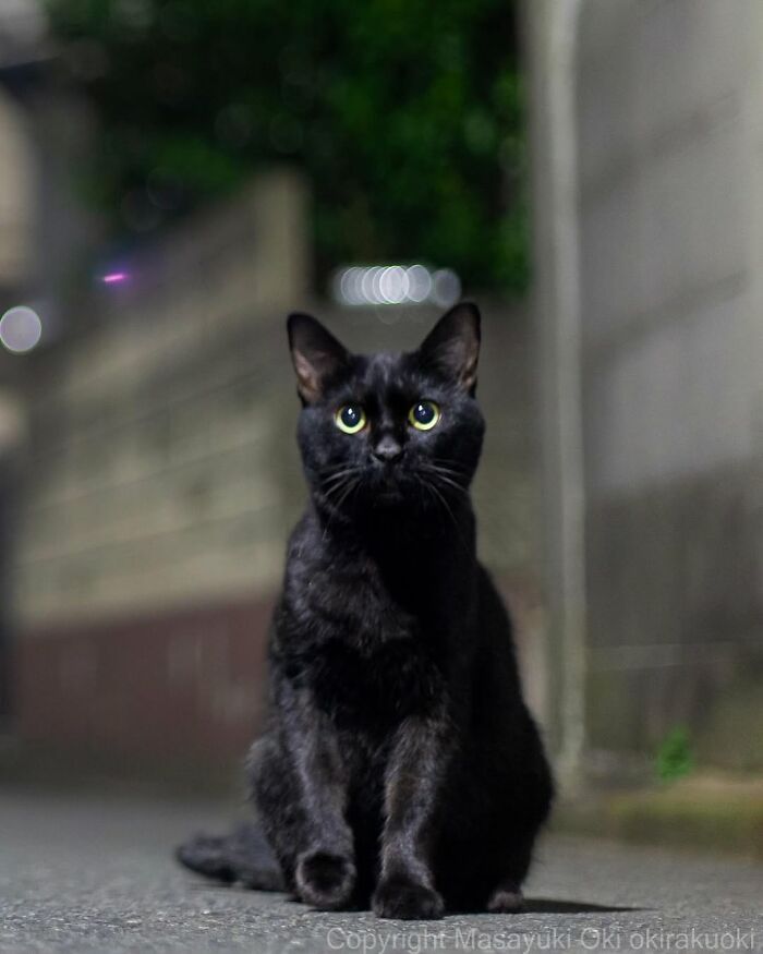 Gatos pretos fotografados no Japão mostram um lado que ninguém espera (34 fotos) 6