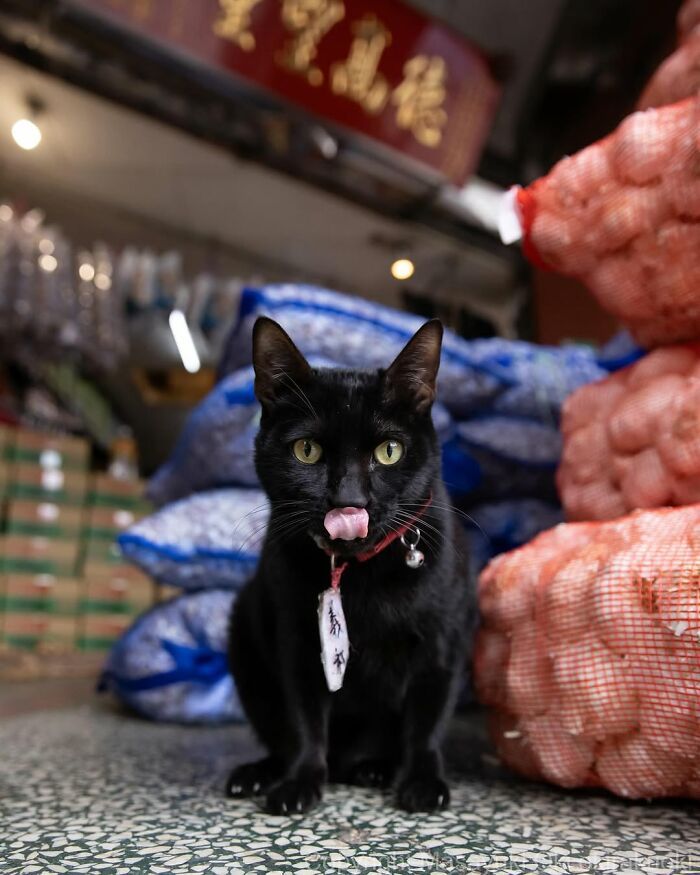 Gatos pretos fotografados no Japão mostram um lado que ninguém espera (34 fotos) 7