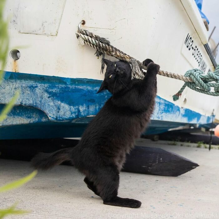 Gatos pretos fotografados no Japão mostram um lado que ninguém espera (34 fotos) 9