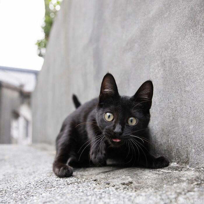 Gatos pretos fotografados no Japão mostram um lado que ninguém espera (34 fotos) 10