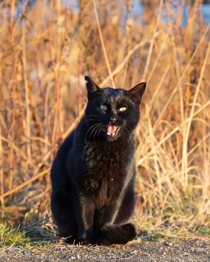 Gatos pretos fotografados no Japão mostram um lado que ninguém espera (34 fotos) 11