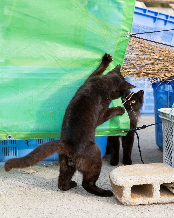 Gatos pretos fotografados no Japão mostram um lado que ninguém espera (34 fotos) 12