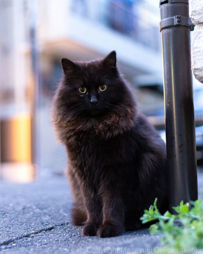 Gatos pretos fotografados no Japão mostram um lado que ninguém espera (34 fotos) 13
