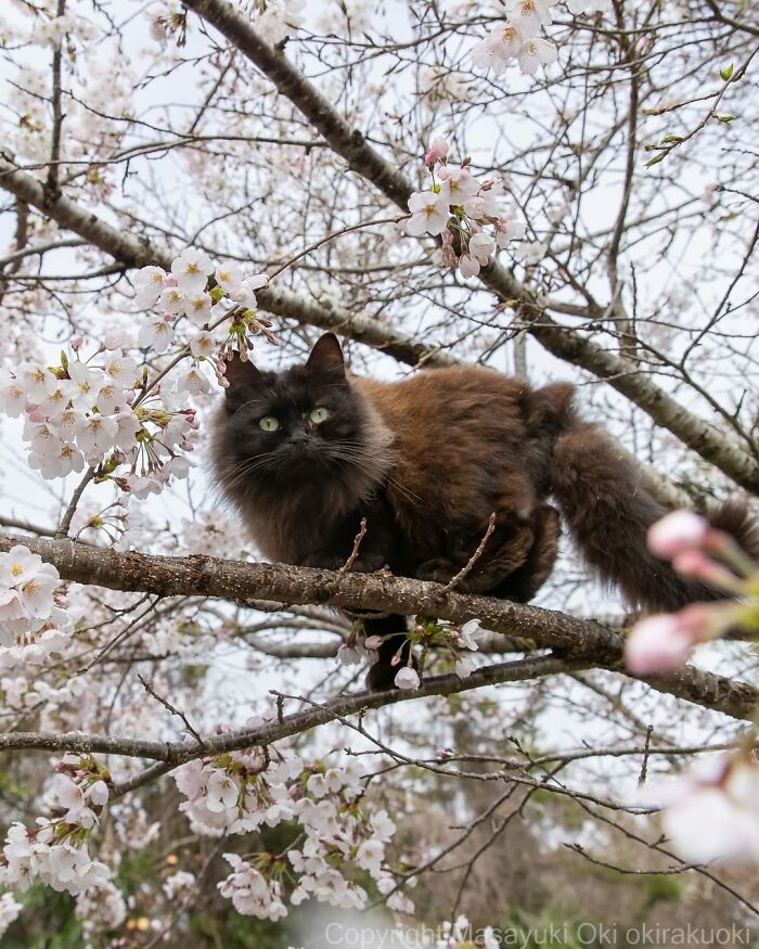 Gatos pretos fotografados no Japão mostram um lado que ninguém espera (34 fotos) 15