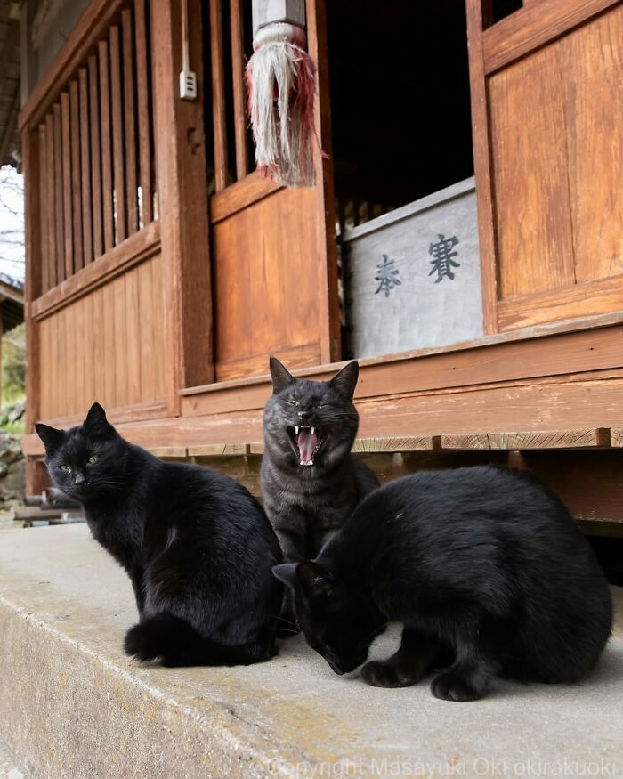 Gatos pretos fotografados no Japão mostram um lado que ninguém espera (34 fotos) 16