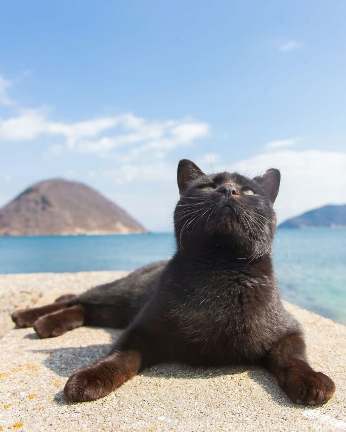 Gatos pretos fotografados no Japão mostram um lado que ninguém espera (34 fotos) 17
