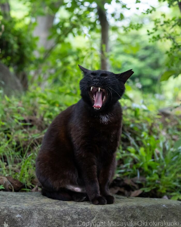 Gatos pretos fotografados no Japão mostram um lado que ninguém espera (34 fotos) 18