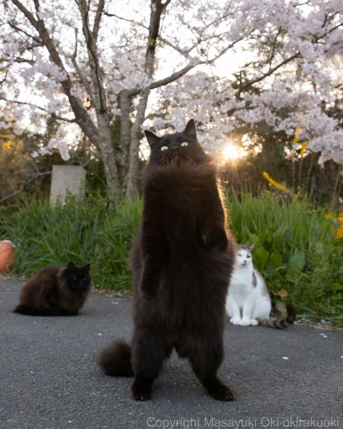 Gatos pretos fotografados no Japão mostram um lado que ninguém espera (34 fotos) 19