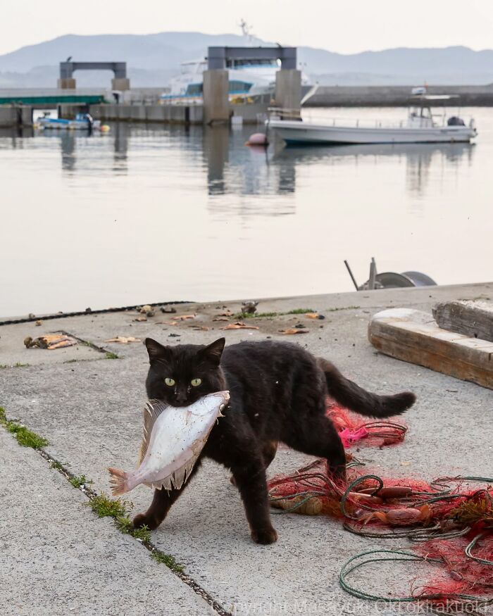 Gatos pretos fotografados no Japão mostram um lado que ninguém espera (34 fotos) 20