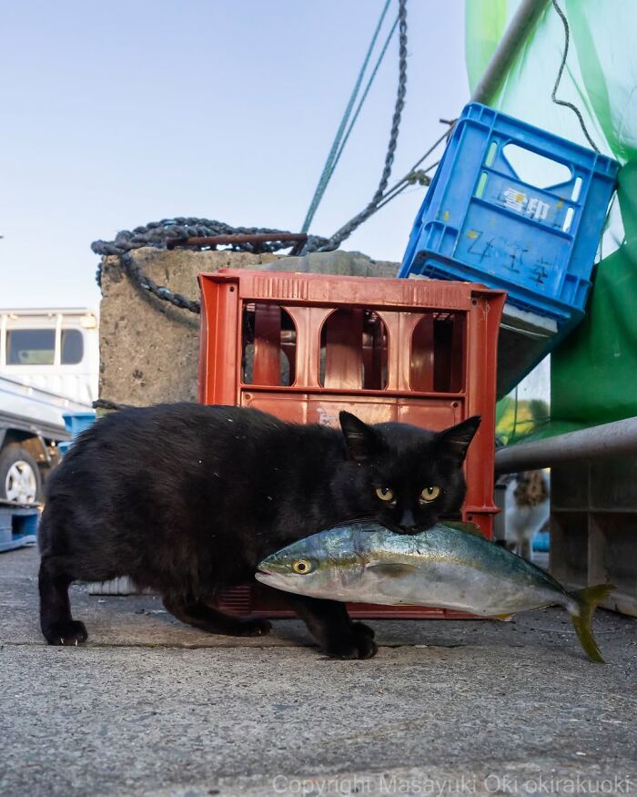 Gatos pretos fotografados no Japão mostram um lado que ninguém espera (34 fotos) 21