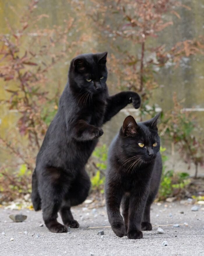 Gatos pretos fotografados no Japão mostram um lado que ninguém espera (34 fotos) 22