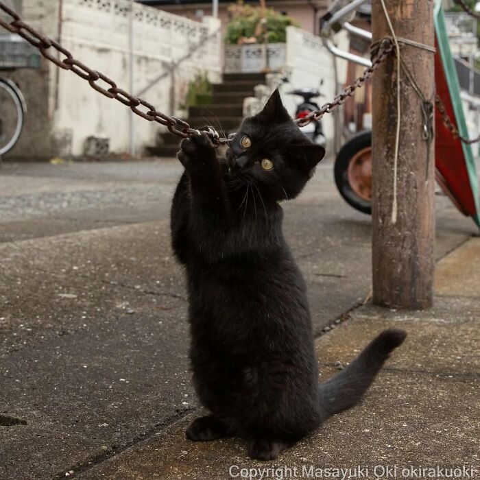 Gatos pretos fotografados no Japão mostram um lado que ninguém espera (34 fotos) 23