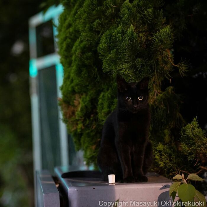 Gatos pretos fotografados no Japão mostram um lado que ninguém espera (34 fotos) 24