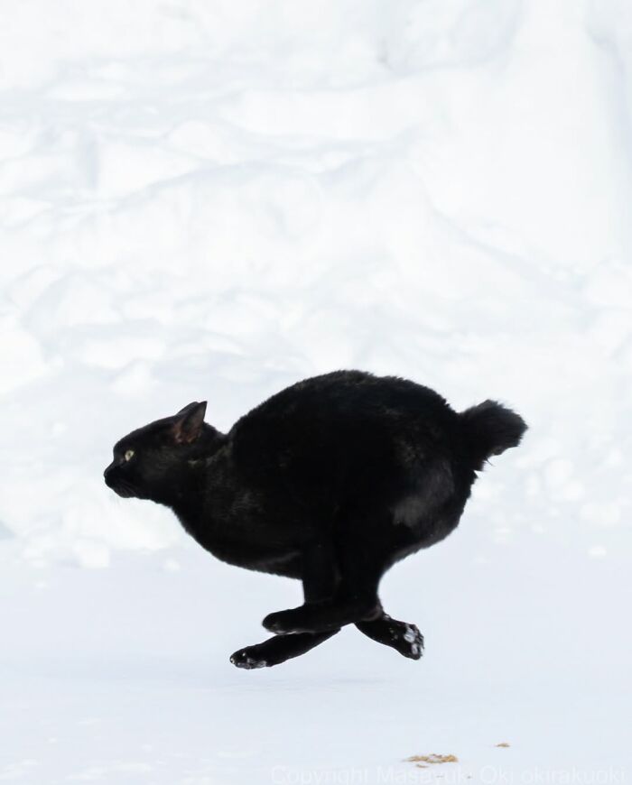 Gatos pretos fotografados no Japão mostram um lado que ninguém espera (34 fotos) 25