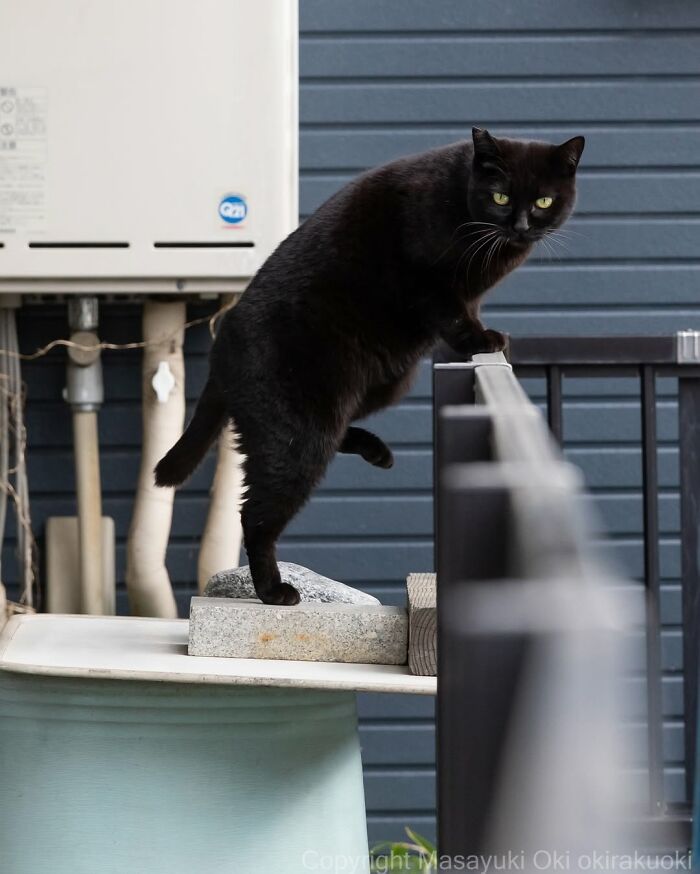 Gatos pretos fotografados no Japão mostram um lado que ninguém espera (34 fotos) 26