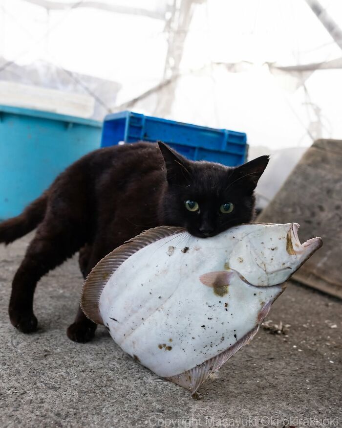 Gatos pretos fotografados no Japão mostram um lado que ninguém espera (34 fotos) 27