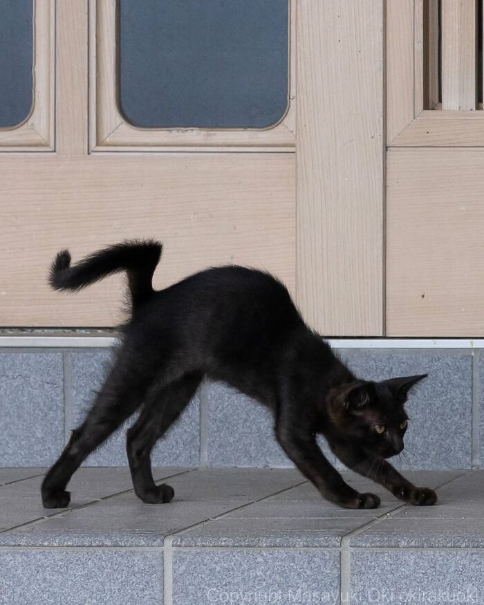Gatos pretos fotografados no Japão mostram um lado que ninguém espera (34 fotos) 28