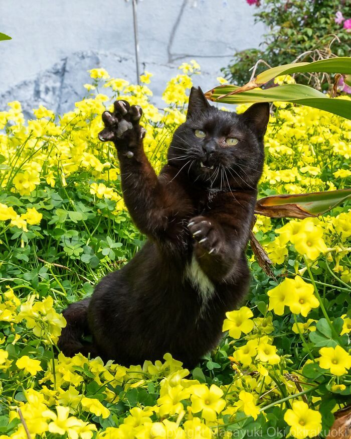 Gatos pretos fotografados no Japão mostram um lado que ninguém espera (34 fotos) 30