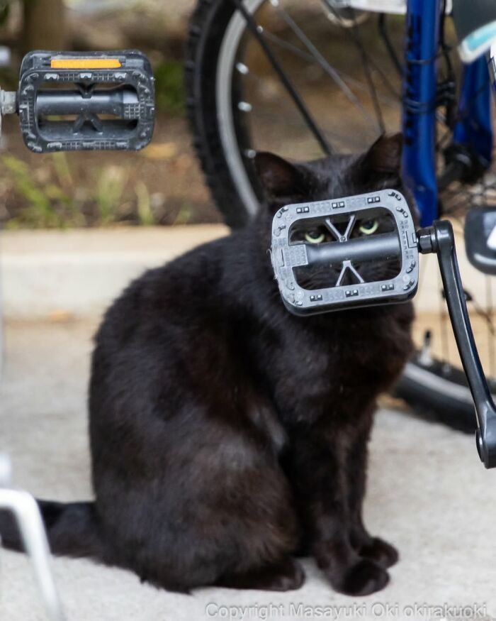 Gatos pretos fotografados no Japão mostram um lado que ninguém espera (34 fotos) 31