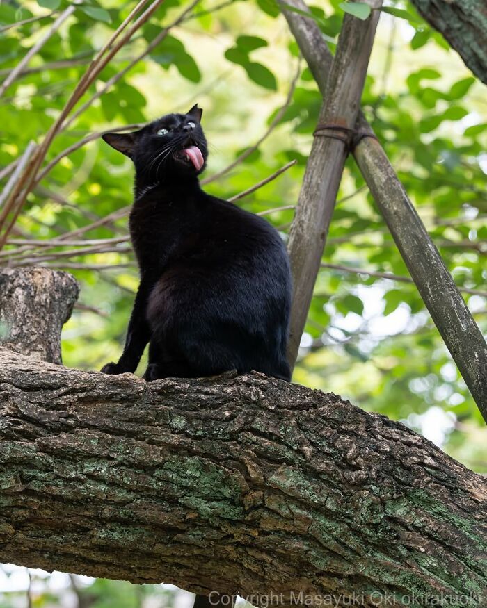 Gatos pretos fotografados no Japão mostram um lado que ninguém espera (34 fotos) 32