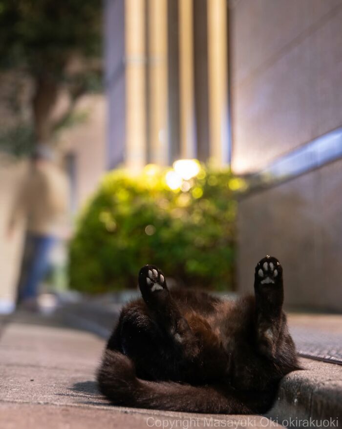 Gatos pretos fotografados no Japão mostram um lado que ninguém espera (34 fotos) 33