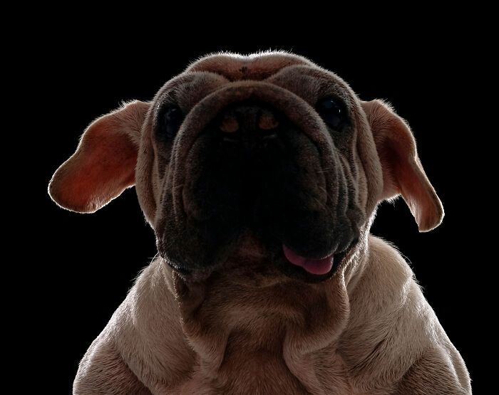 Cachorro resgatado na China tem uma história surpreendente e conquista corações com sua aparência única Cachorro resgatado na China tem uma história surpreendente e conquista corações com sua aparência única