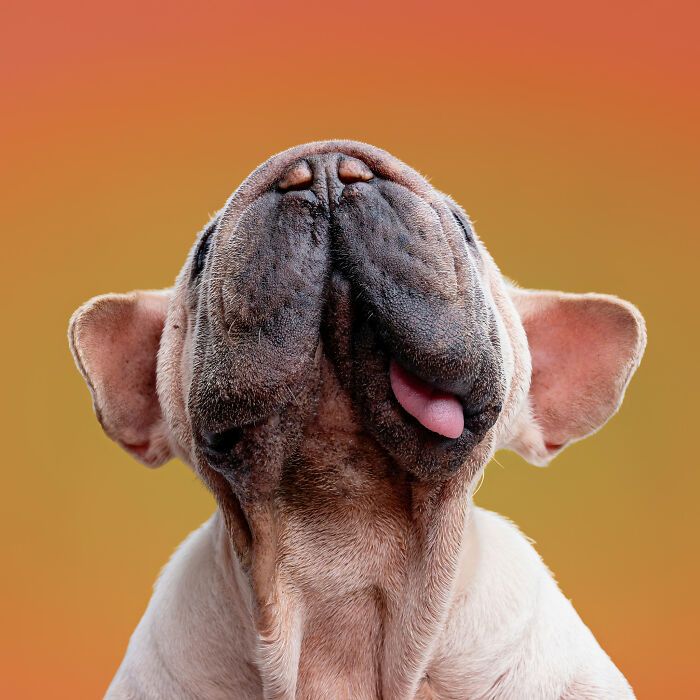 Cachorro resgatado na China tem uma história surpreendente e conquista corações com sua aparência única (19 fotos) 3 Cachorro resgatado na China tem uma história surpreendente e conquista corações com sua aparência única (19 fotos) 3