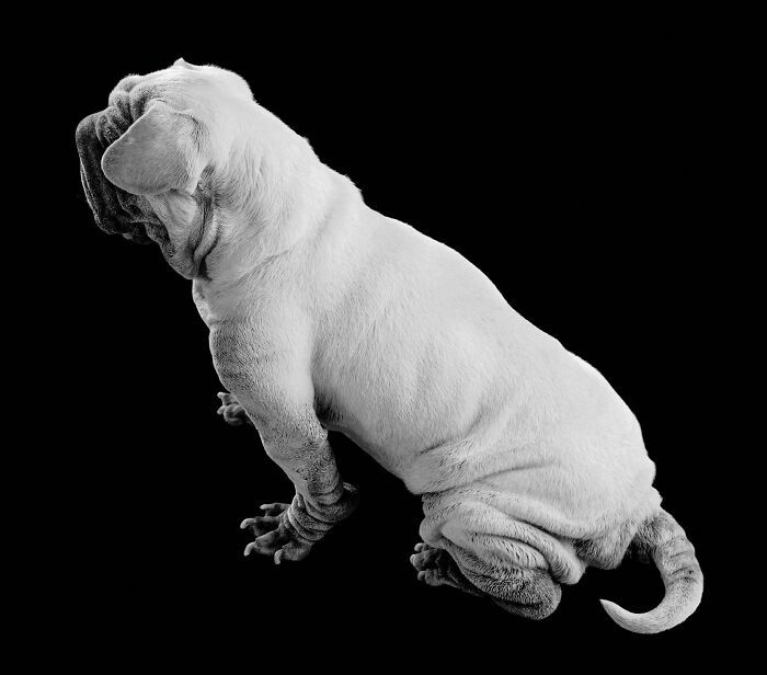 Cachorro resgatado na China tem uma história surpreendente e conquista corações com sua aparência única (19 fotos) 5 Cachorro resgatado na China tem uma história surpreendente e conquista corações com sua aparência única (19 fotos) 5