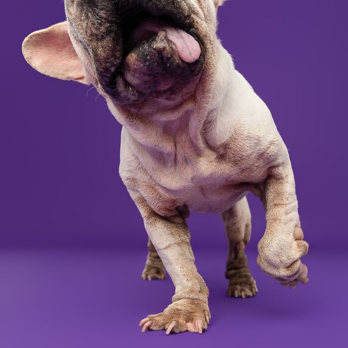 Cachorro resgatado na China tem uma história surpreendente e conquista corações com sua aparência única (19 fotos) 6 Cachorro resgatado na China tem uma história surpreendente e conquista corações com sua aparência única (19 fotos) 6